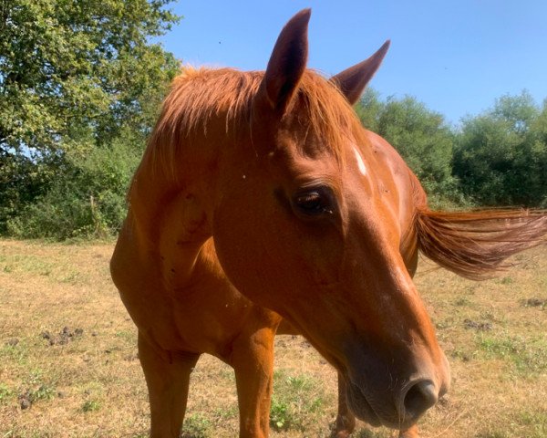 broodmare Ma Jolie Burgo (Selle Français, 2000, from Nidor Platière)