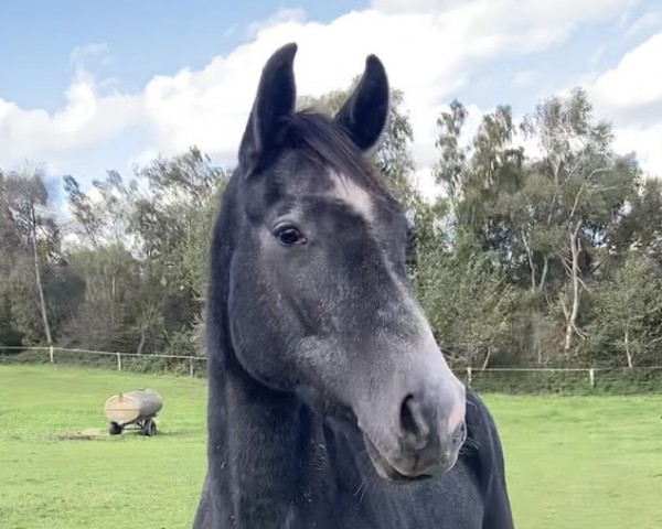 dressage horse For my feeling (Hanoverian, 2021, from Fantastic)