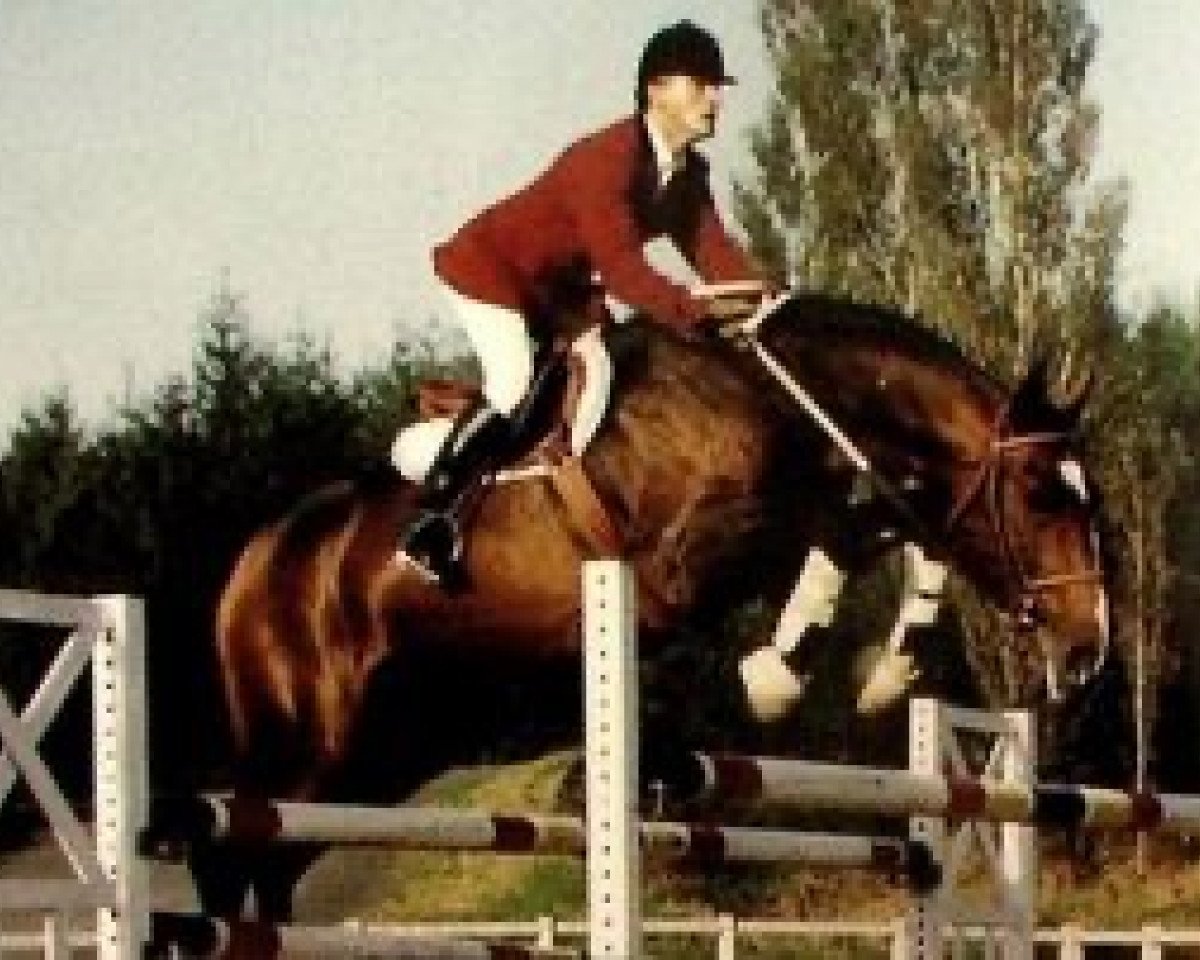 Deckhengst Alcyon du Defey (Selle Français, 1988, von Alme)