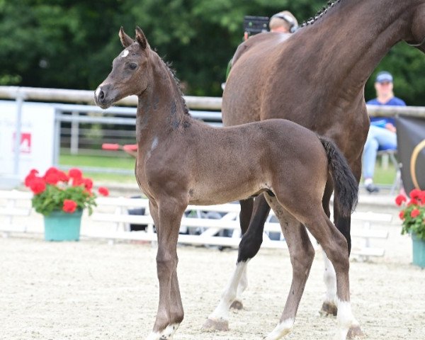 jumper Hengst von Balou du Rouet / Cornado I (Oldenburg show jumper, 2022, from Balou du Rouet)