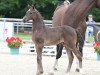 jumper Hengst von Balou du Rouet / Cornado I (Oldenburg show jumper, 2022, from Balou du Rouet)