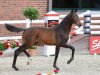 jumper Showmaster (Oldenburg show jumper, 2021, from Stakkato Gold)