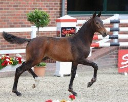 Springpferd Showmaster (Oldenburger Springpferd, 2021, von Stakkato Gold)