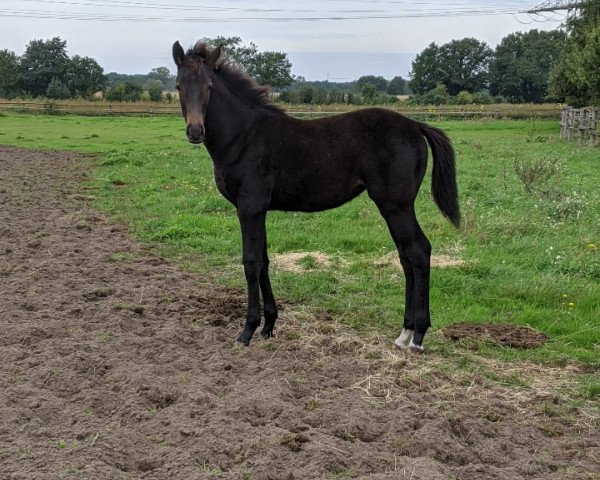 Springpferd Stute von Chaccos Son / Hickstead White (Oldenburger Springpferd, 2023, von Chaccos' Son)