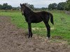 Springpferd Stute von Chaccos Son / Hickstead White (Oldenburger Springpferd, 2023, von Chaccos' Son)