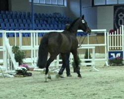 stallion Capote 3 (Oldenburg show jumper, 2011, from Carenzo)