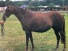 broodmare Twylands Poem (British Riding Pony, 1984, from Sandbourne Royal Ensign)