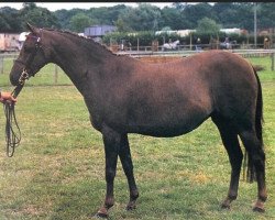 broodmare Twylands Poem (British Riding Pony, 1984, from Sandbourne Royal Ensign)