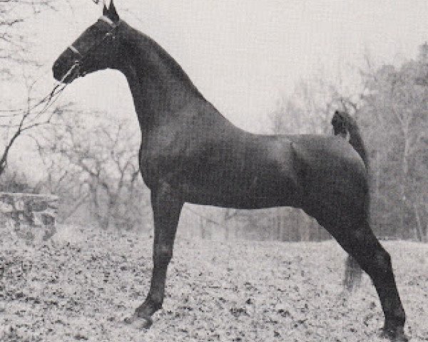 Deckhengst Mark Hall Supreme (American Saddlebred Horse, 1968, von Valley View Supreme)