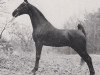 stallion Mark Hall Supreme (American Saddlebred Horse, 1968, from Valley View Supreme)