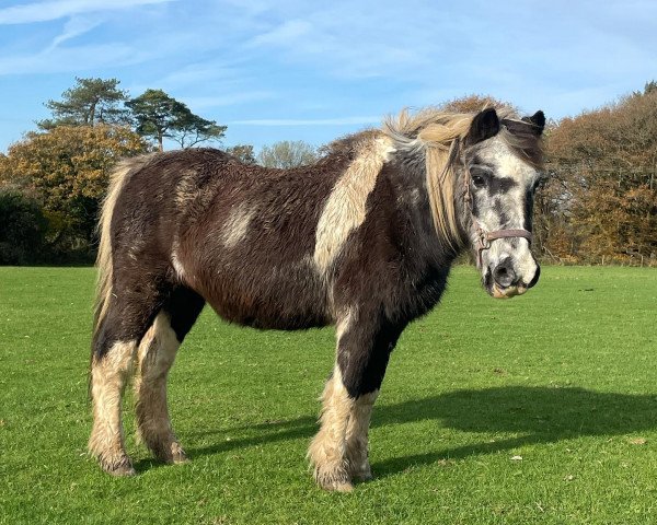 Zuchtstute Ffosfarm Humbug (unbekannt,  )