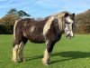 Zuchtstute Ffosfarm Humbug (unbekannt,  )