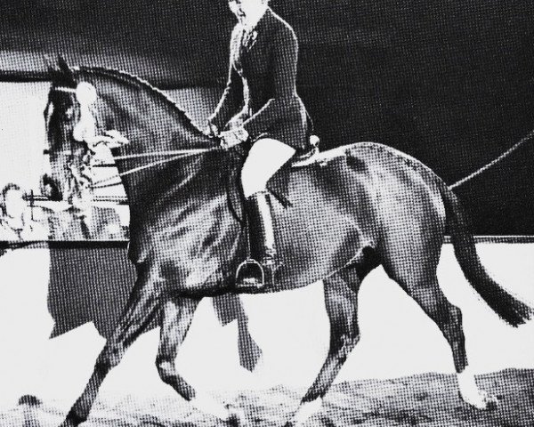 horse Royal Return xx (Thoroughbred,  , from Royal Orbit xx)