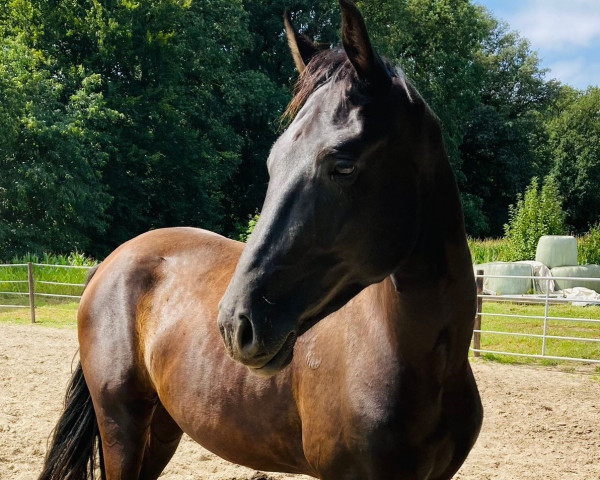 dressage horse Siento Amor (Hanoverian, 2021, from Shu Fu)