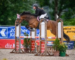 jumper Cw Chadredeur (German Riding Pony, 2005, from Charm of Nibelungen)