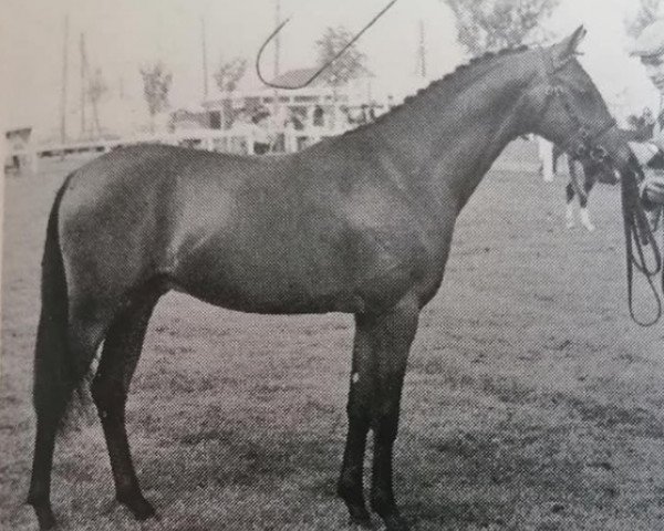 Pferd Towy Valley Moussec (British Riding Pony,  , von Tanner Mercury)