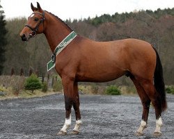 Springpferd Heartvit Zh (Tschechisches Warmblut, 2013, von Forever van de Noordheuvel)