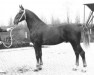 stallion Nelson (KWPN (Royal Dutch Sporthorse), 1972, from Graaf Oregon)