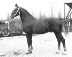 Deckhengst Nelson (KWPN (Niederländisches Warmblut), 1972, von Graaf Oregon)