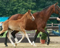 horse Donnergirl (Rheinländer, 2002, from Donquestador)