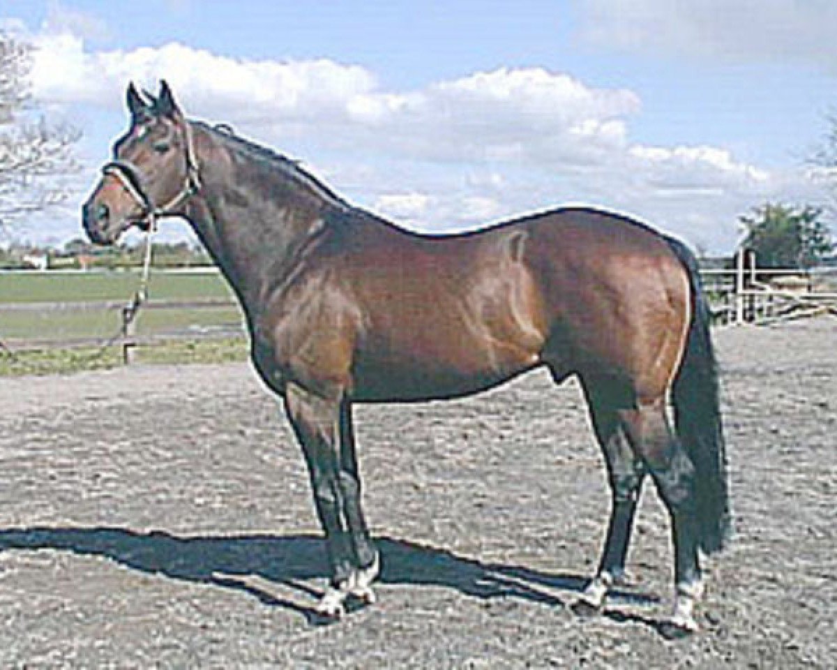 stallion Lion d'Or xx (Thoroughbred, 1983, from Secretariat xx)