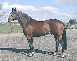 Deckhengst Lion d'Or xx (Englisches Vollblut, 1983, von Secretariat xx)