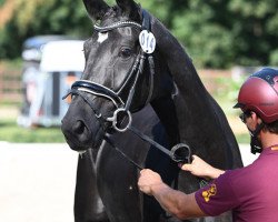 dressage horse Dacosa 3 (German Sport Horse, 2020, from DSP de Sandro)