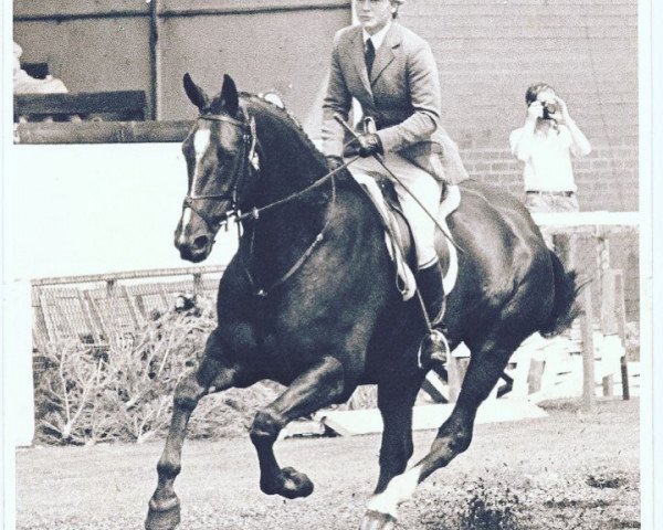 Pferd Boley Hill (British Sport Horse, 1980, von Blaze xx)