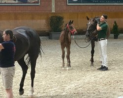 dressage horse K.C. Fürstenliebe (Hanoverian, 2022, from Fürstenball)