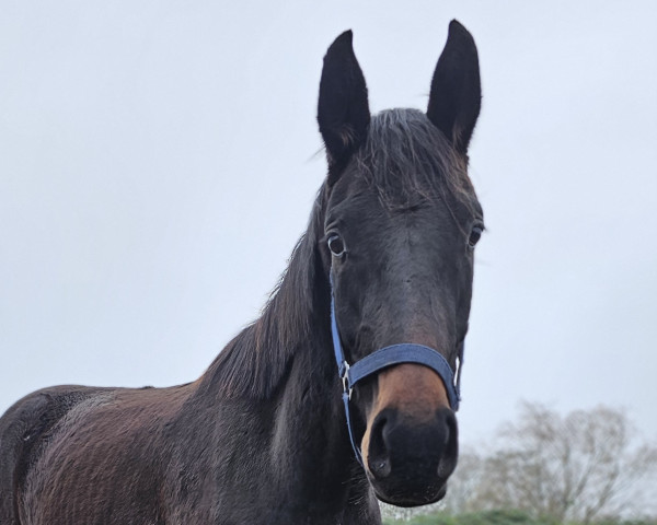 dressage horse K.C. C'est Bon (Hanoverian, 2021, from Confess Color)