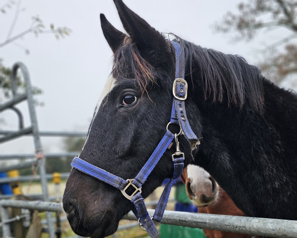 dressage horse K.C. Let’s Dance (Hanoverian, 2022, from Lord Europe)