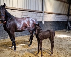 foal K.C. Tango (Hannoveraner, 2023, from Total McLaren)