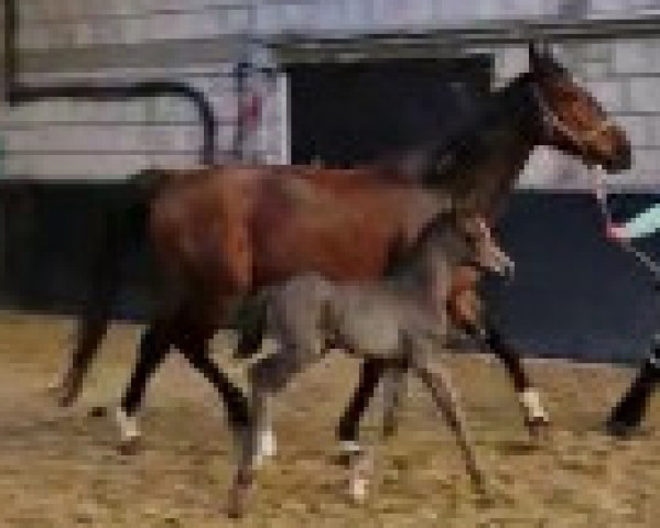 dressage horse K.C. Eleonora (Hanoverian, 2023, from Escamillo)