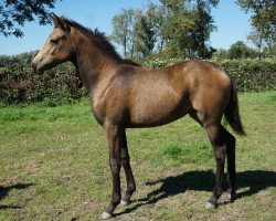 horse K.C. Mantra (Hannoveraner, 2023, from FS Mr. Right)