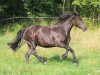 broodmare Legendary High Hope (Welsh-Cob (Sek. D), 2019, from Rhencullen Play-Boy)