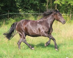 broodmare Legendary High Hope (Welsh-Cob (Sek. D), 2019, from Rhencullen Play-Boy)