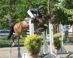 jumper Petite Mademoiselle (German Warmblood, 2006, from Polypur)