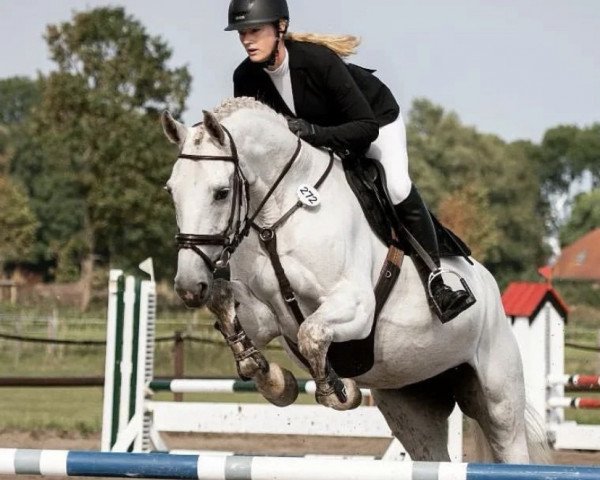 jumper Neaquida 2 (Hanoverian, 2010, from Now Or Never M)