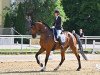 dressage horse de Luxe Vf (Hanoverian, 2014, from Diarado's Boy)