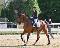 dressage horse de Luxe Vf (Hanoverian, 2014, from Diarado's Boy)