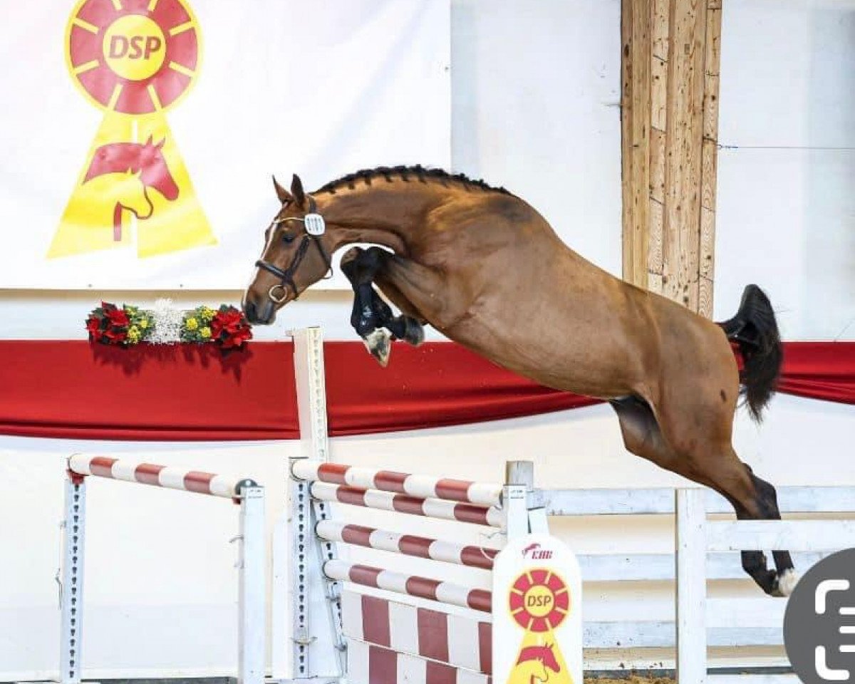 stallion United Mexx (Holsteiner, 2021, from Uriko)