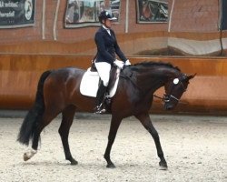 horse K.C. Dalida (Hannoveraner, 2017, from Diamond Hit)