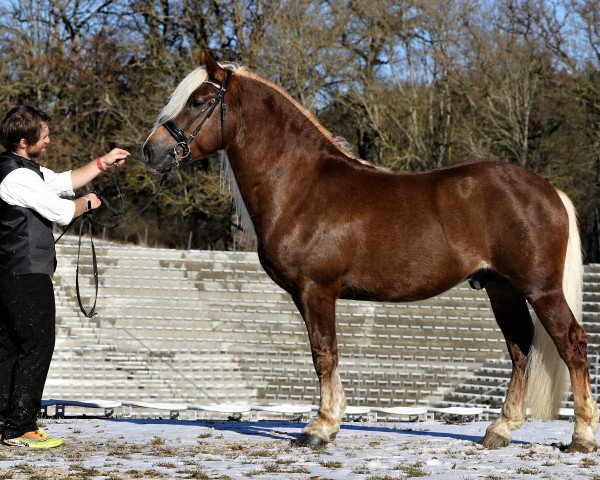 Deckhengst Fritz (Schwarzwälder Kaltblut, 2017, von Falkenstein)