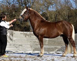 stallion Fritz (Black Forest Horse, 2017, from Falkenstein)