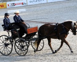 broodmare Flocke (Black Forest Horse, 2013, from Rubiniero)