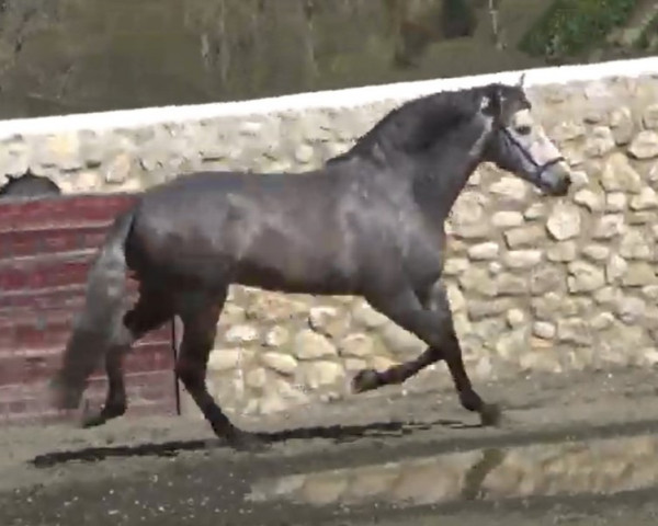 Pferd Cachorro Torrecilla (Pura Raza Espanola (PRE), 2017, von Jaquimero)