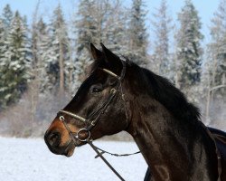 jumper Lazarro 8 (Holsteiner, 2012, from Lorentin I)