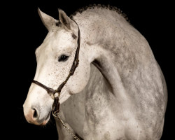 Springpferd Zcooby Blue (Deutsches Sportpferd, 2017, von Zaccorado Blue)