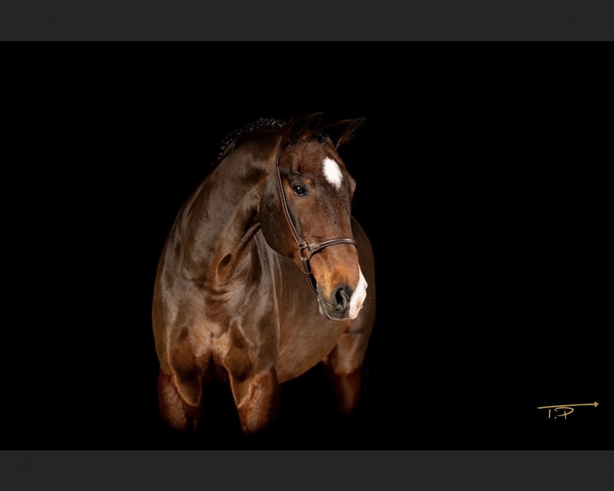 jumper Esperado 16 (Hanoverian, 2003, from Esperado Star)