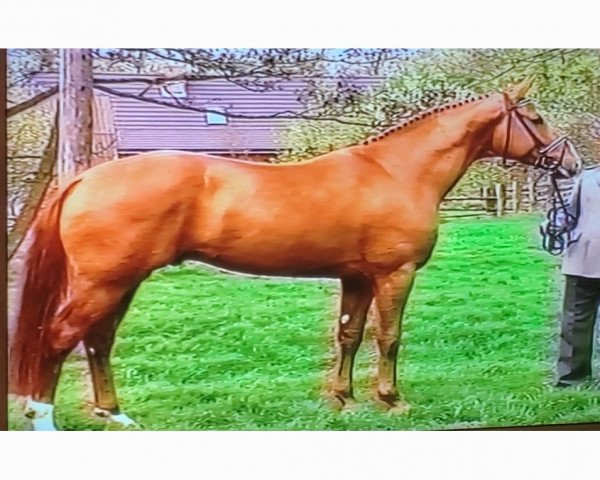 stallion Wolkenstein II (Hanoverian, 1990, from Weltmeyer)